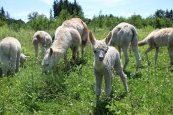 Alpakas Lamas auf der Weide Blumen Kefer