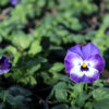 Hornveilchen Viola Frühling