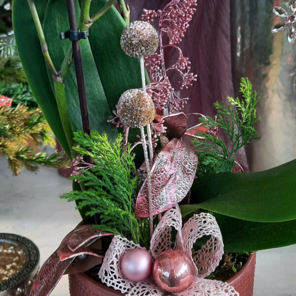 Orchidee Weihnachtlich dekoriert